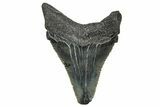 Serrated Angustidens Tooth - Megalodon Ancestor #370204-1